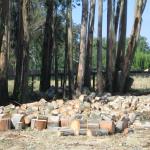 Eucalyptus Grove Topping