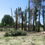 Eucalyptus Grove Topping