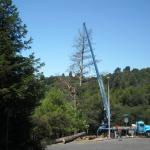Crane Assisted Tree Removal