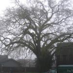 Oak tree before pruning