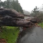 Fallen Tree