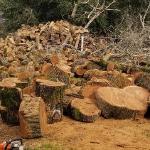 Fallen Tree Clean Up